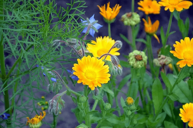 Cây Cúc Calendula