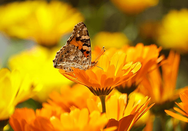 Calendula chăm sóc và trồng trọt