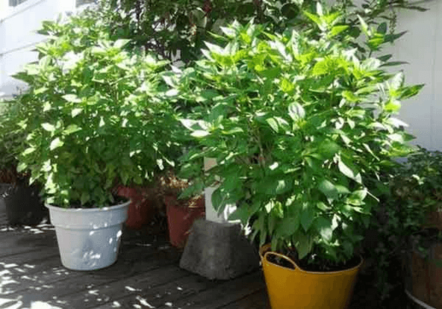 Đặc điểm của loài rau húng quế