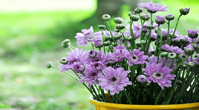 Ý nghĩa của hoa cúc theo phong thủy
