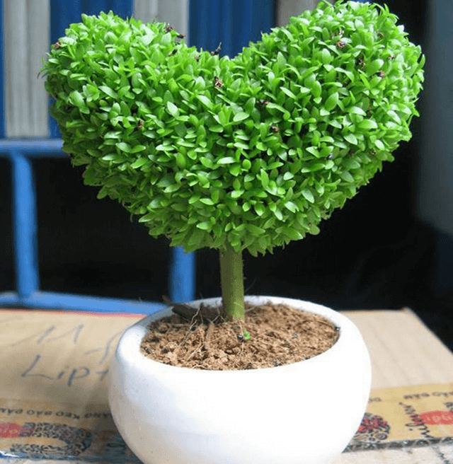 Cây bị kích thích mạnh