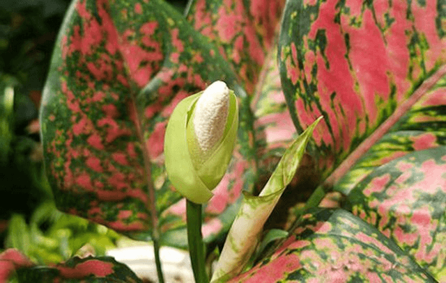 Thay nước