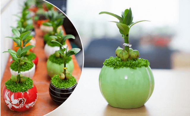 Kỹ thuật hồi phục khi cây bị khô héo