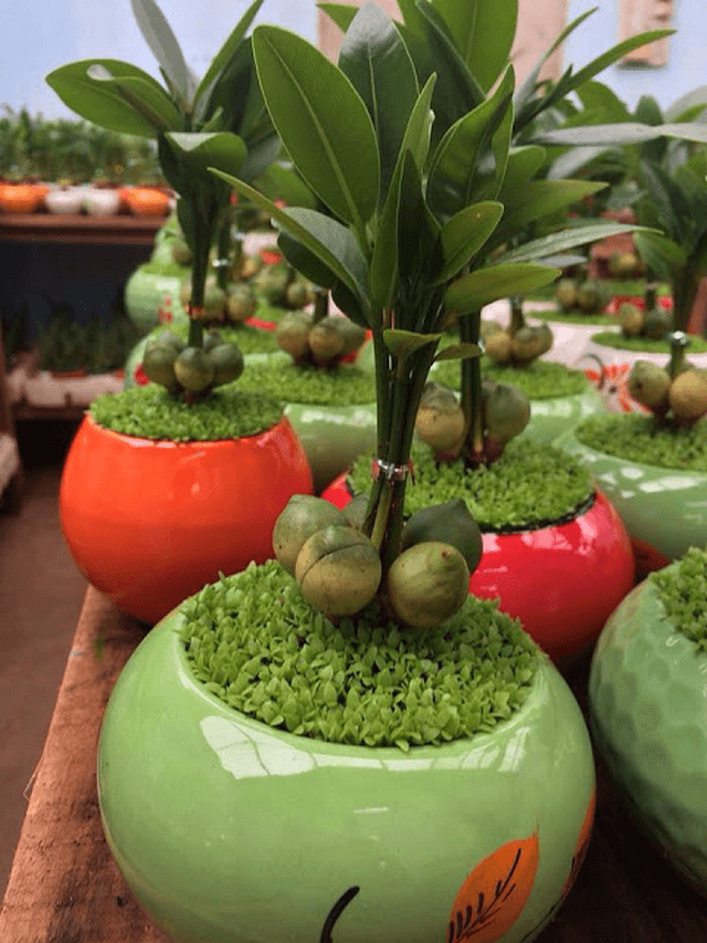 Dụng cụ trồng và đất trồng