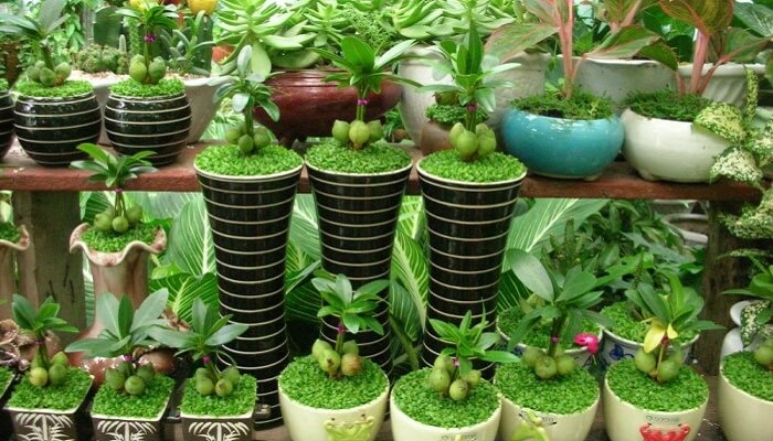 Kỹ thuật trồng hai loại cây may mắn và cây vạn lộc mang tài lộc cho dân văn phòng