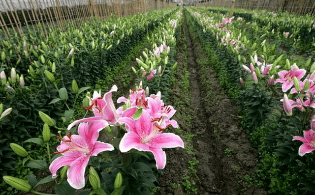 Chăm sóc hoa ly nở đẹp và bền như ý muốn