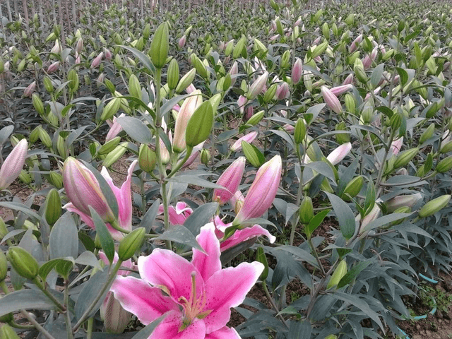 Kỹ thuật tưới nước và bón phân
