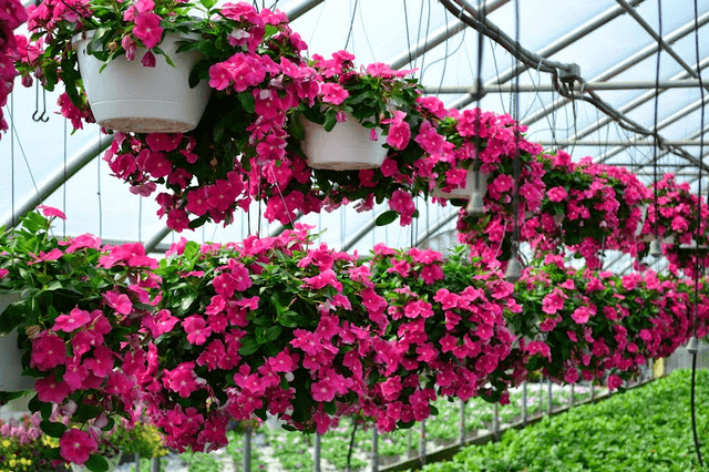 Kỹ thuật trồng hoa dừa cạn rủ ngập ban công ‘siêu’ đơn giản