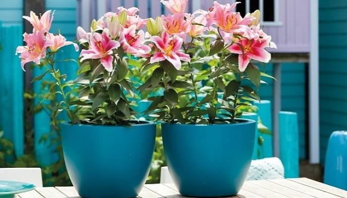 Kỹ thuật trồng và chăm sóc hoa dừa cạn hoa ly hoa cẩm chướng trong chậu nhỏ nở như ý muốn