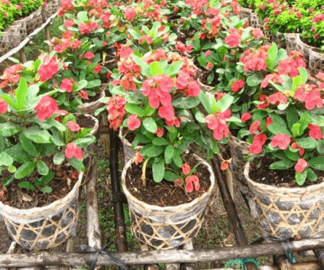 Một vài kinh nghiệm trồng Muồng hoàng yến hoa giấy Mai địa thảo hoa thiên điểu 7 Bón phân cho xương rồng bát tiên