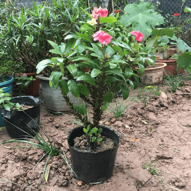 Một vài kinh nghiệm trồng Muồng hoàng yến hoa giấy Mai địa thảo hoa thiên điểu 8 Khi dư lân, cây sẽ ra hoa sớm, cây sẽ mau già