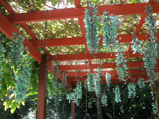 Móng cọp vàng