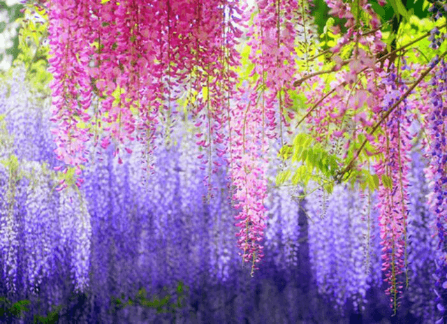 Ý Nghĩa Của Cây Hoa Tử Đằng