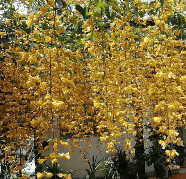 Hoa lan hoàng dương chùm hoa dài với sắc vàng quyến rũ