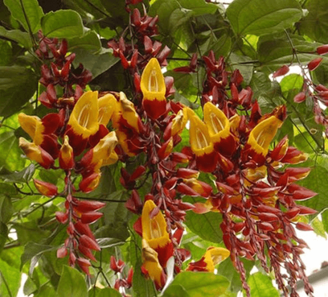 Hoa Móng Cọp - Hoa độc đáo đẹp lạ