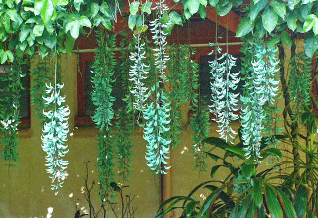 Đặc điểm hình thái