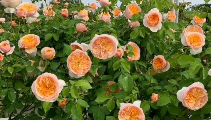 Những loại hoa mùa Hè đẹp rực rỡ, dễ trồng