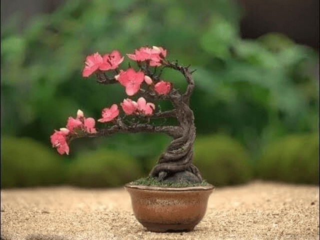 Hoa anh đào không đẹp khi đứng một mình
