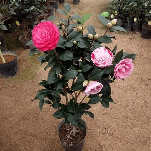 Để cây ra hoa đúng dịp tết