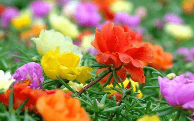 Cách dùng cây mười giờ làm thuốc