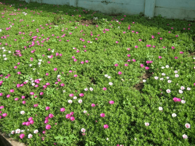 Một số nghiên cứu về hoa mười giờ