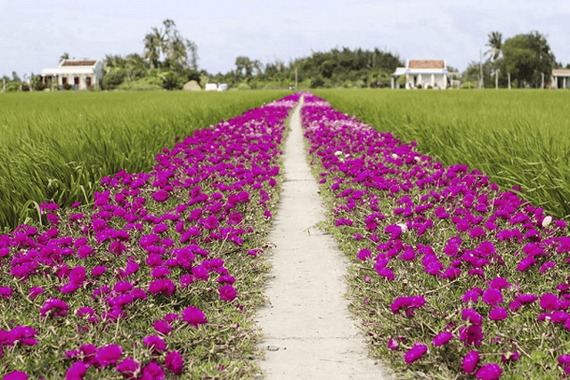 Ý nghĩa của hoa mười giờ trong cuộc sống