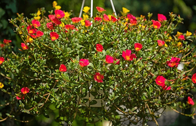 Sự tích hoa mười giờ