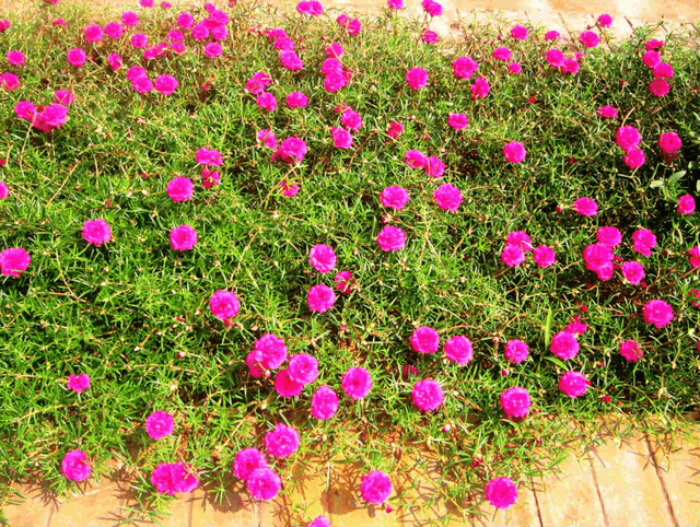 Thu hoạch hạt hoa mười giờ