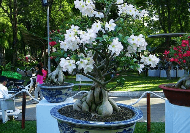 Cây xanh còn có khả năng làm sạch môi trường