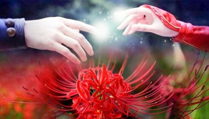 Hoa bỉ ngạn loài hoa nở đặc biệt giống cây ưa bóng râm và gắn liền với truyền thuyết