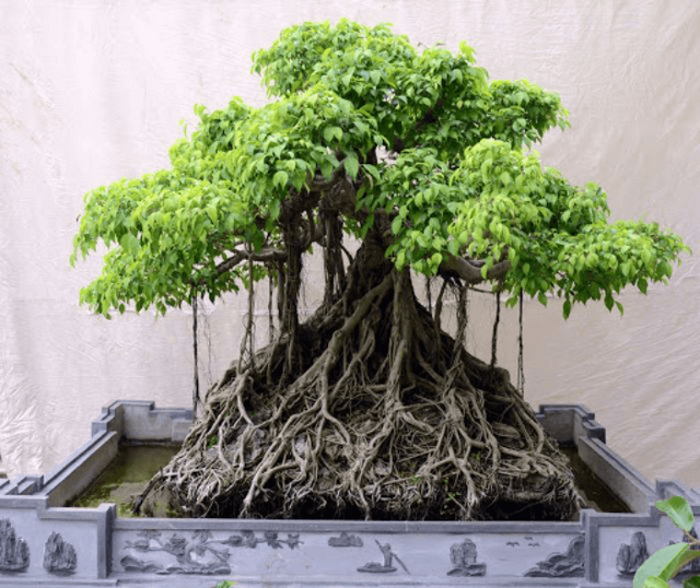 Phương thức gieo hạt