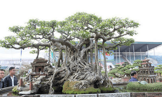 Nên trồng cây sanh cảnh ở đâu