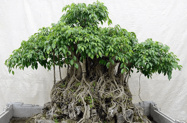 Cách uốn cây sanh dáng thác đổ