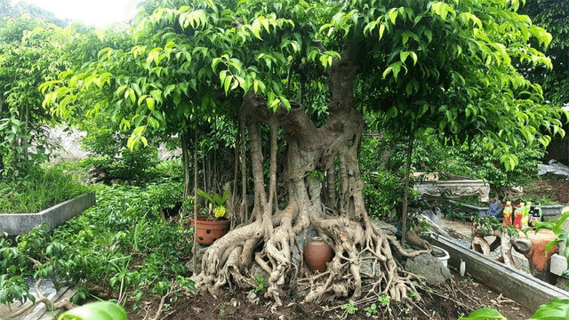 Ánh sáng và nhiệt độ