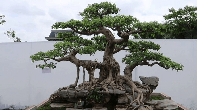 Phòng ngừa sâu bệnh