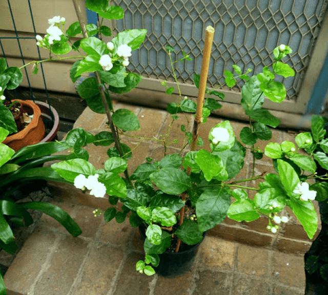 Tác dụng của cây hoa nhài là gì?