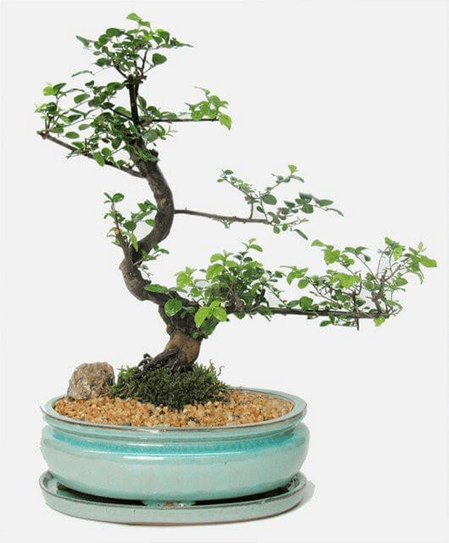 Một cây bonsai 800 năm tuổi tại Shunkaen, nghệ nhân Kunio Kobayashi