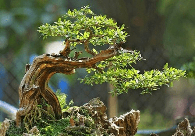 Thế từ Trung Quốc, một phong cảnh hòn non bộ của nghệ nhân Yee-sun Wu