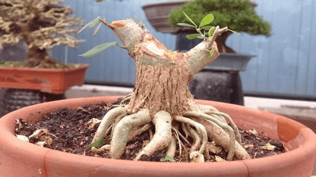 Thế Mame bonsai, nghệ nhân Morten Albek