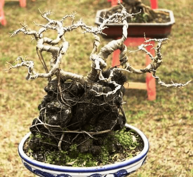 Cây bonsai dáng huyền đẹp nhất