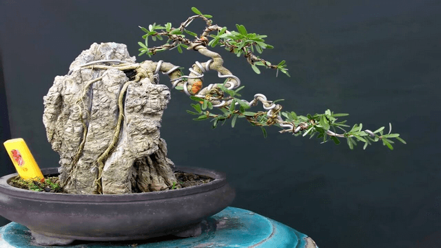 Không nên quấn kẽm cho cây khi cây đang ra lá non