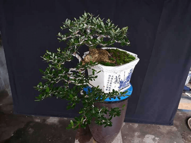 Dáng cơ bản được sử dụng uốn cây cảnh