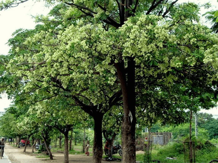 Hoa sữa khá nhỏ và mọc thành chùm