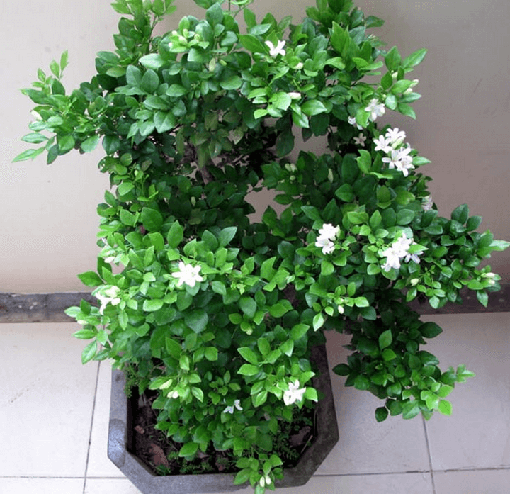 Ý nghĩa cây Nguyệt Quế trong phong thủy