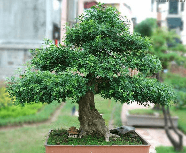 Vai trò của đất trồng đối với cây cảnh