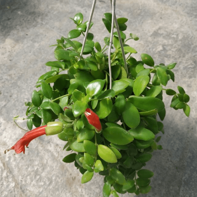 Cây son môi là cây ưa bóng bán phần