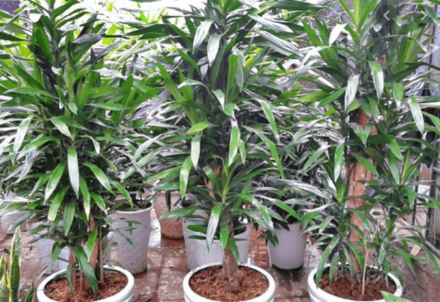 Ý nghĩa trang trí của hoa son môi
