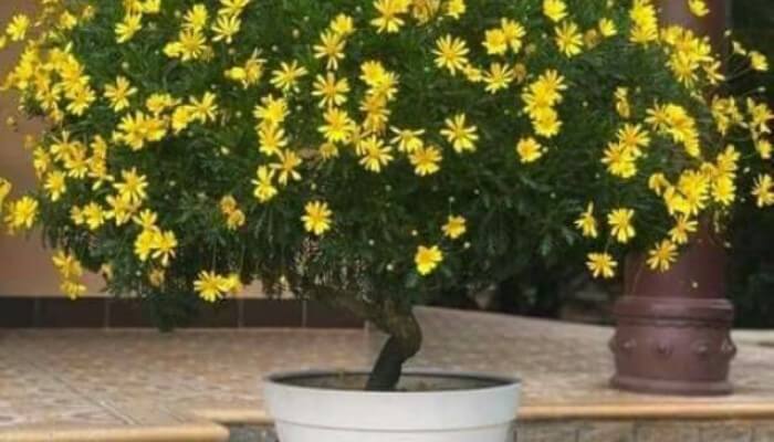 Công dụng rất lớn của các loài cây cảnh có thể sử dụng làm thuốc