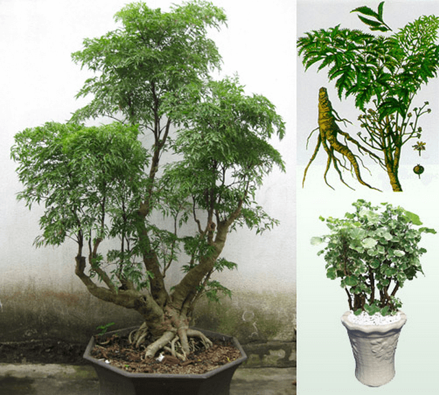 Là giống có vỏ sần, lá to và duỗi thẳng
