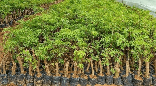Thời vụ trồng đinh lăng